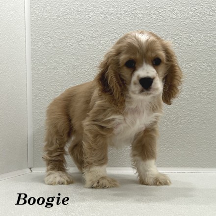 puppy, for, sale, Cocker Spaniel, Joe & Cherri  Overlease, dog, breeder, Miller, MO, dog-breeder, puppy-for-sale, forsale, nearby, find, puppyfind, locator, puppylocator, aca
